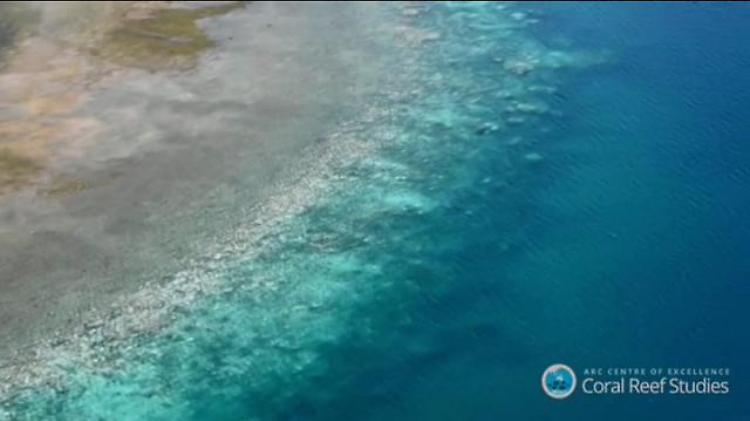 Australia: la Grande Barriera corallina si sta sbiancando