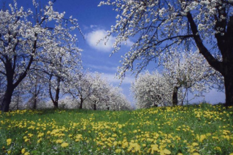 Festa dei ciliegi in fiore a Villanova