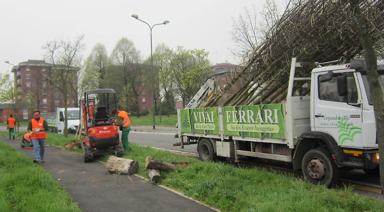 Più verde nei quartieri, arrivano 200 nuovi alberi