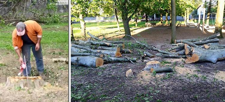 Quei tagli pericolosi nel parco