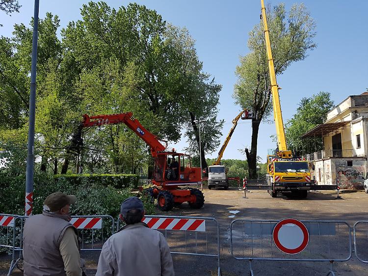 Lido Po, cominciato l'abbattimento dei pioppi