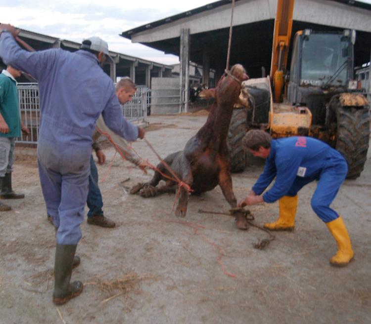 Toro in fuga, panico in paese