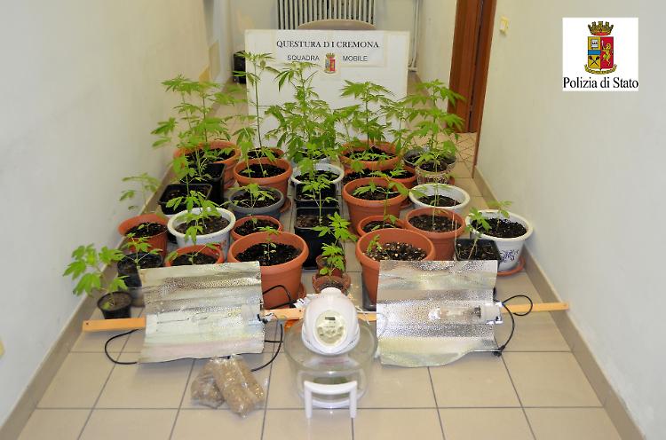 Insospettabile coltiva marijuana in casa, denunciato