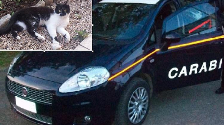 Spara ai gatti e fugge, denunciato dai carabinieri