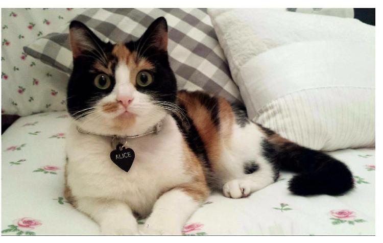 Scampata ai colpi di fucile, la micia è tornata a casa