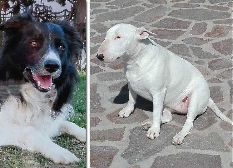 Topicida, salvi due cani