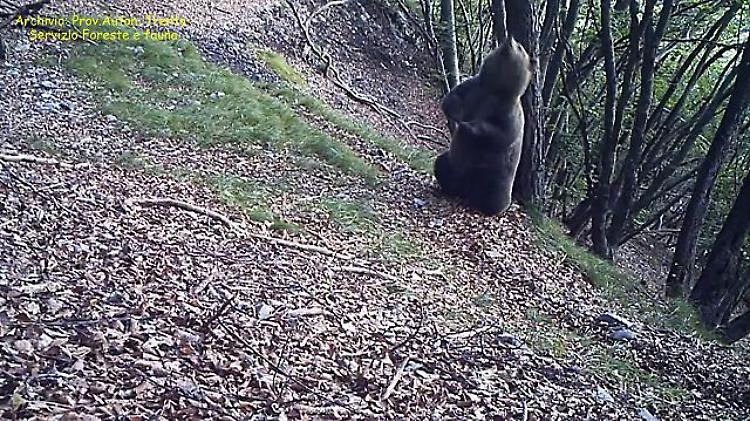 Trentino, gli orsi bruni e la loro passione per gli alberi-grattatoi