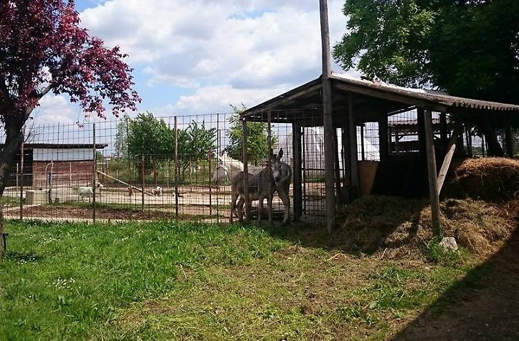 Mucca fulminata da saetta