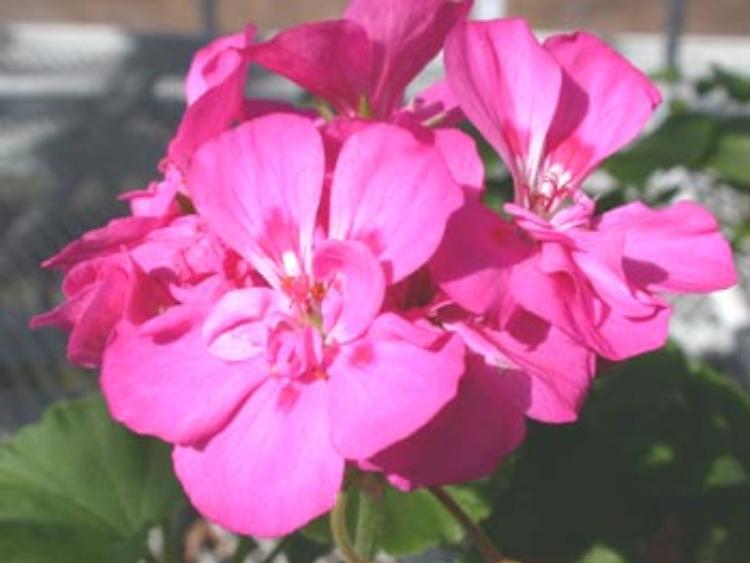 Fiera dei fiori a Monticelli d'Ongina