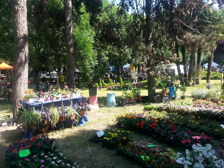 Crema in fiore, torna domenica 29 maggio