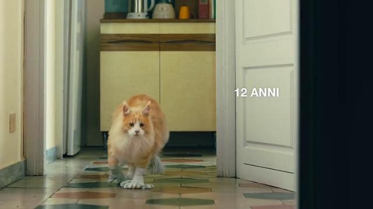 Animalisti contro Poste Italiane: ''Lo spot istiga a cucinare i gatti''