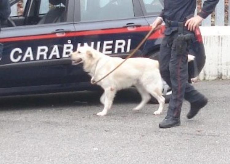 Al liceo musicale unità cinofila anti-droga dei carabinieri