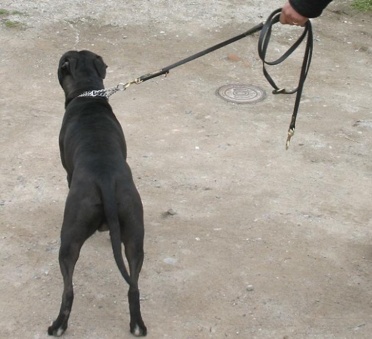 Aggredita da un cane mentre fa jogging, cade e si rompe il femore