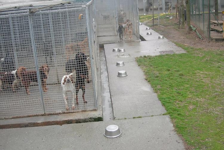 Processo canile, la Cassazione: "Uccisioni per crudeltà e senza motivo di cani e intere cucciolate"