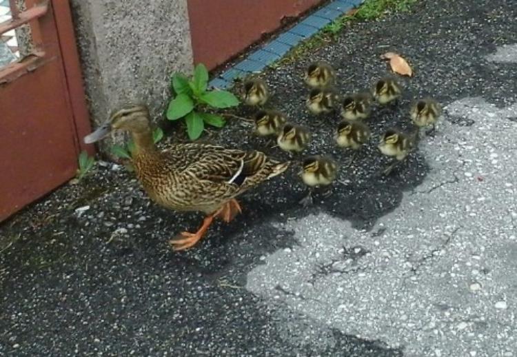 Mamma anatra 'salvata' con i suoi piccoli
