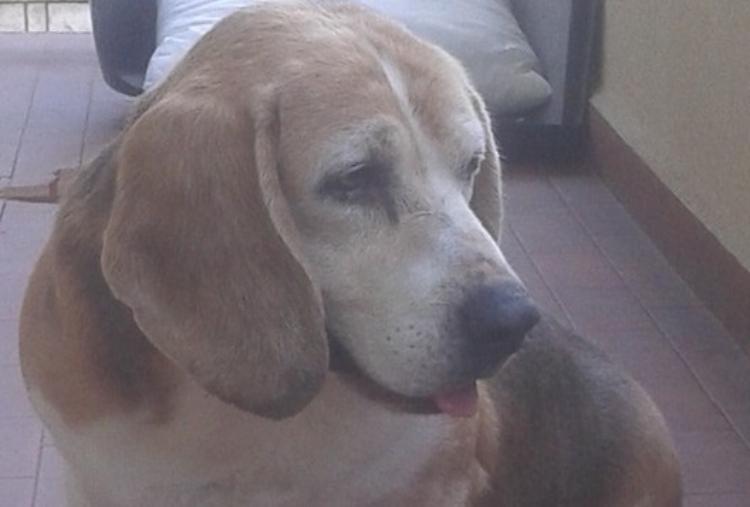Cane cieco scampa alle auto