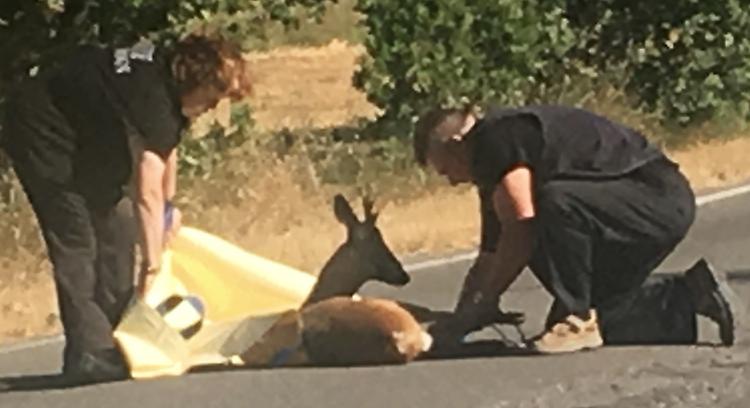 Capriolo travolto e ferito, salvato dai volontari