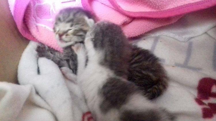 gatti abbandonati