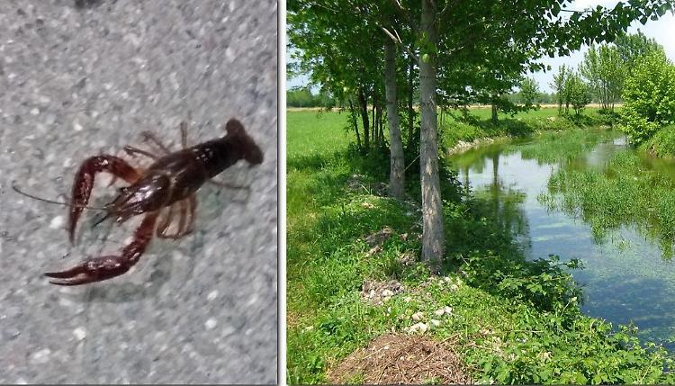 Allarme gambero della Louisiana, habitat del Tormo a rischio