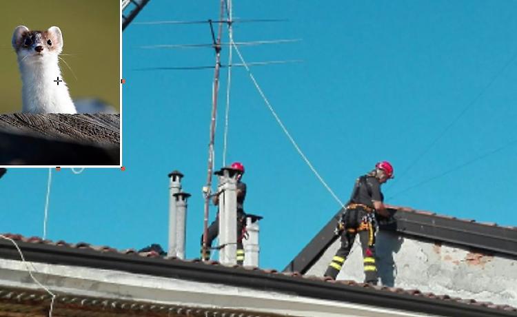 Furetto cade dal balcone, salvato dai vigili del fuoco