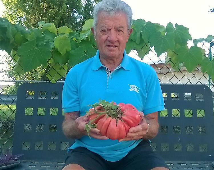 Un pomodoro grosso come un melone