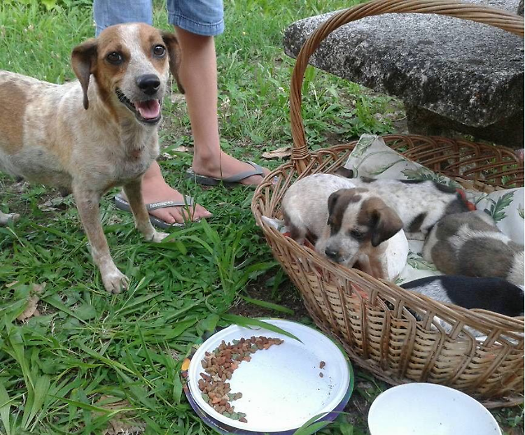 Abbandonati come rifiuti, mamma e cuccioli salvati