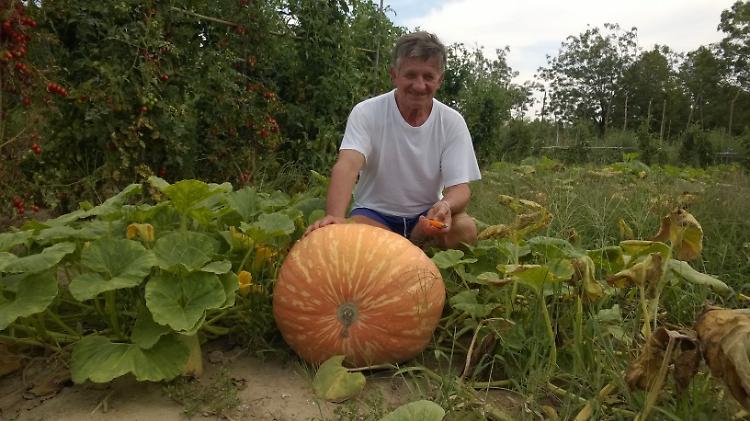 Senza concimi e pesticidi, ecco la super zucca di Stefanoni