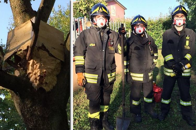 I calabroni invadono i borghi: 'Prudenza, sono pericolosi'