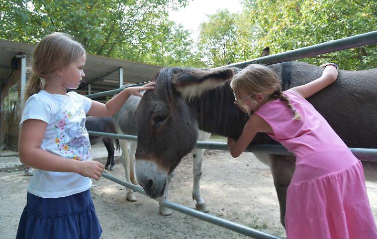Asino Day, riuscita la festa delle associazione no profit