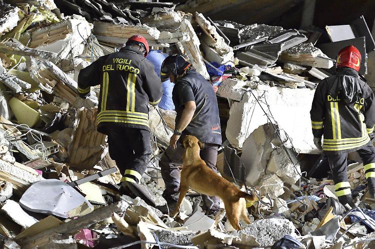 Animali terremotati, "aiutateci ad aiutarli"