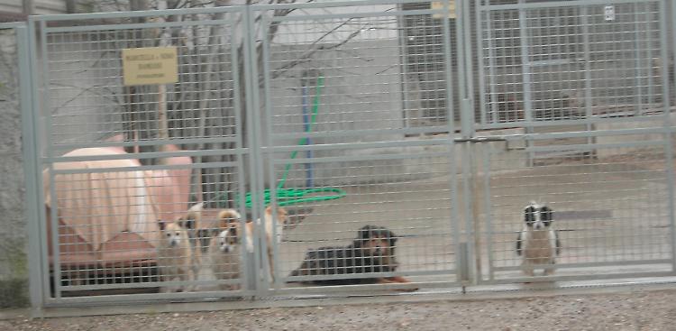 Canile, il Tar accoglie il ricorso degli Zoofili