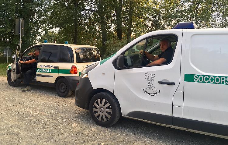 Cigno ferito, è mobilitazione