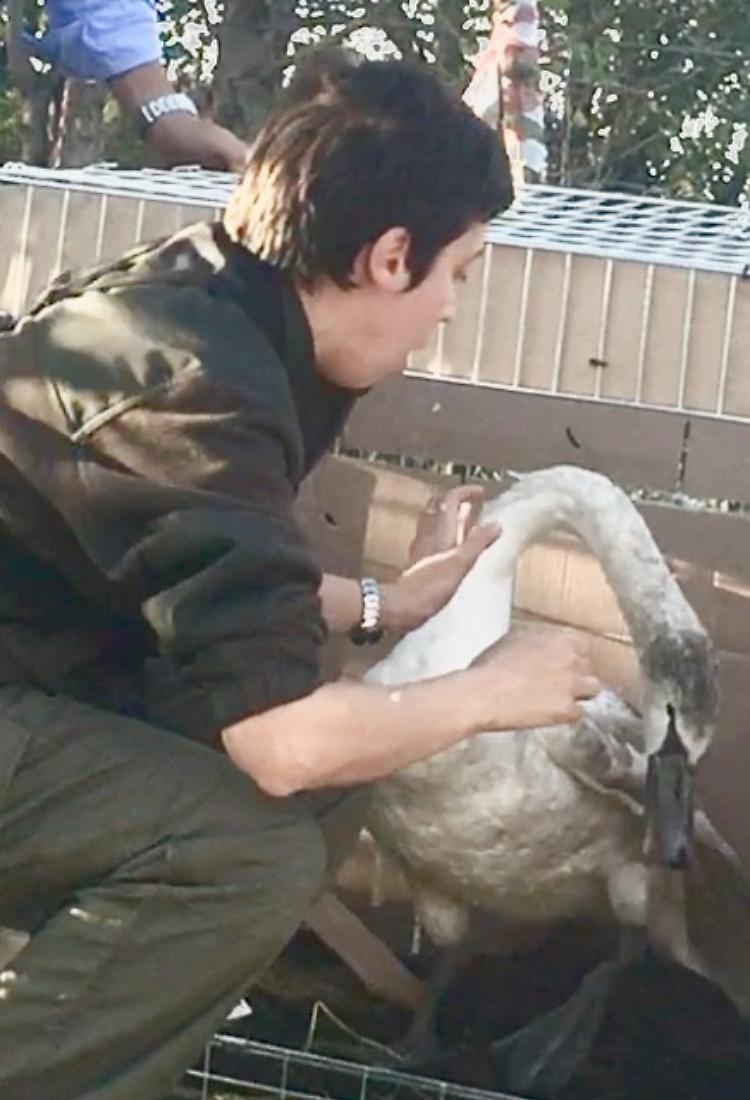 Il cigno ferito si è riunito alla sua famiglia
