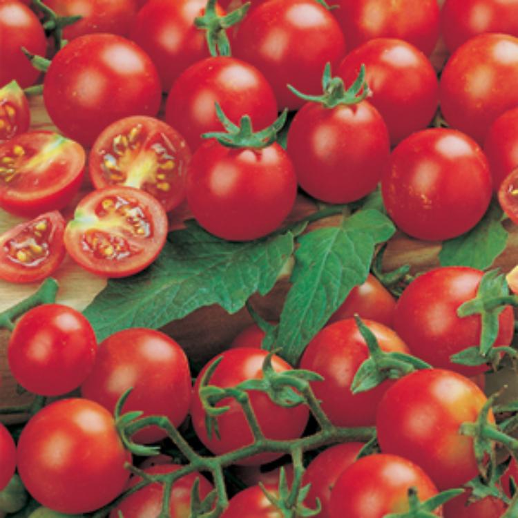 Il Pomodoro ciliegino di Pachino 