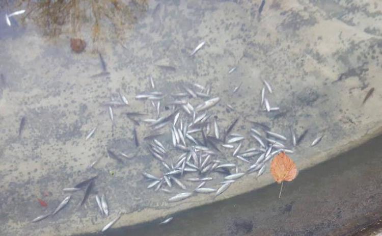 Pesci morti gettati nella fontana appena ripulita
