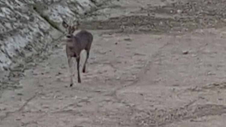 Salvati due caprioli finiti in una canalina