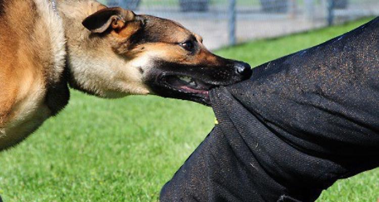 Morso dal cane, ladro in fuga