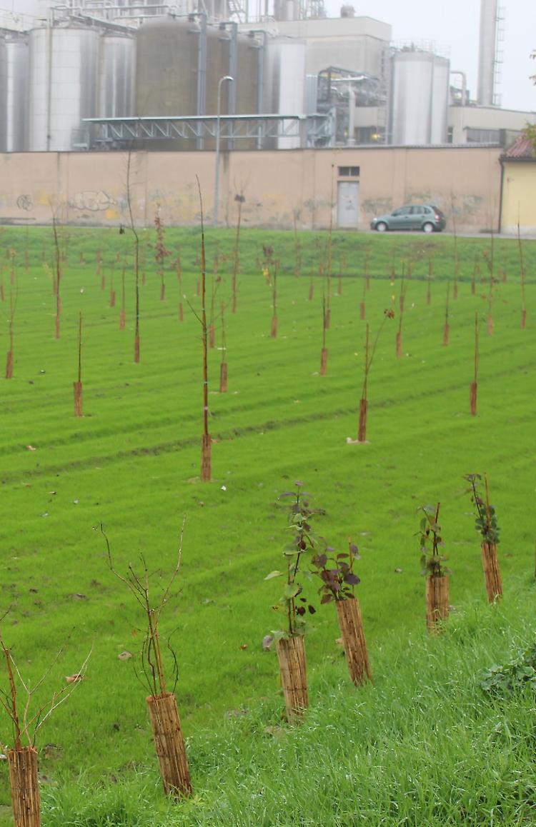 Bosco dei nuovi nati, ben 555 gli alberi