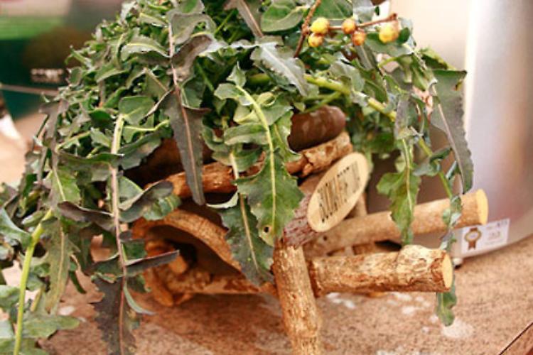 Creazzo (VI) - Sagra del broccolo fiolaro
