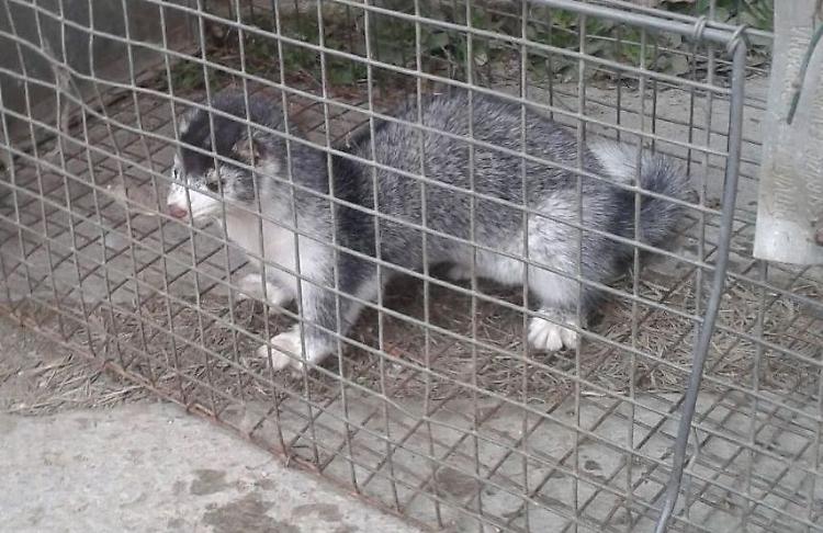 Liberati da un blitz animalista, un visone si rifugia in un pollaio