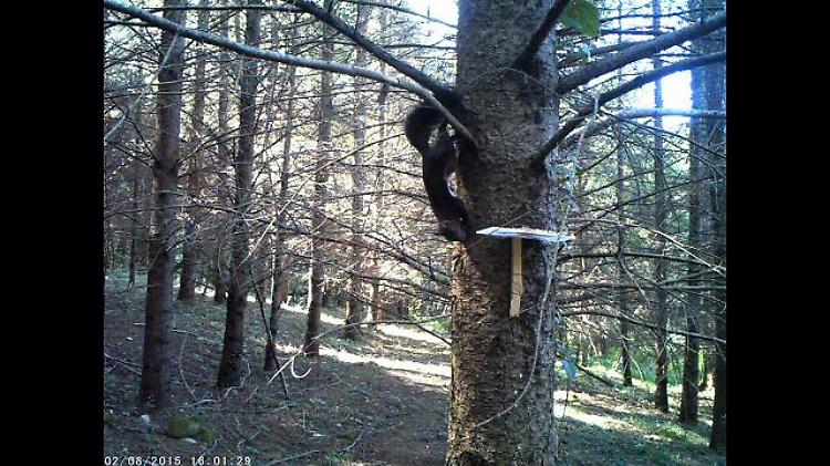 Scoiattolo rosso salvato dall'invasione di quello grigio