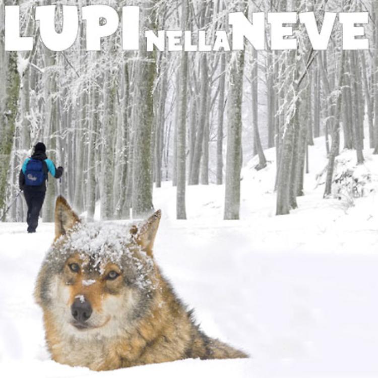 Lupi nella neve - Alla ricerca di una leggenda