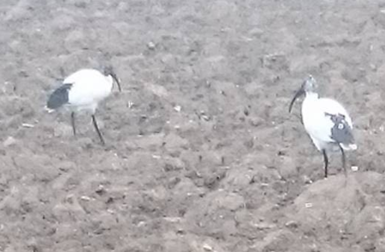 Dal fiume Nilo all'Oglio, l'Ibis Sacro nidifica a Soncino