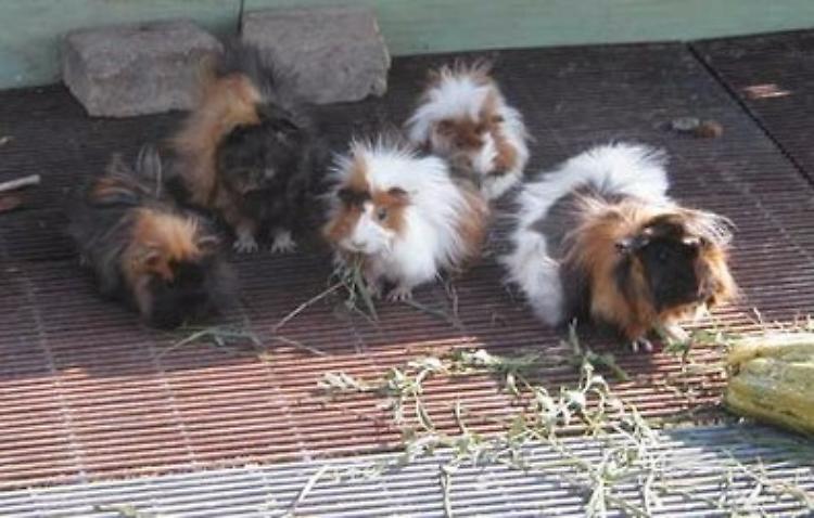 Trovate 20 cavie peruviane in un campo