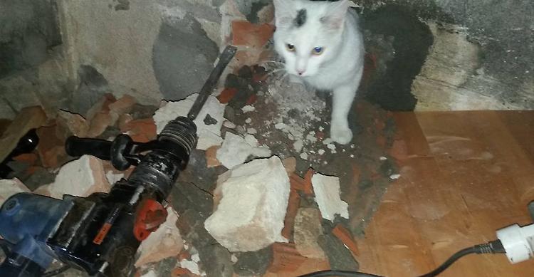 Gattino 'murato', il padrone lo sente e lo salva