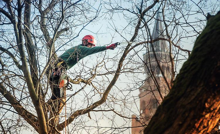 Tree climbers, la potatura diventa show