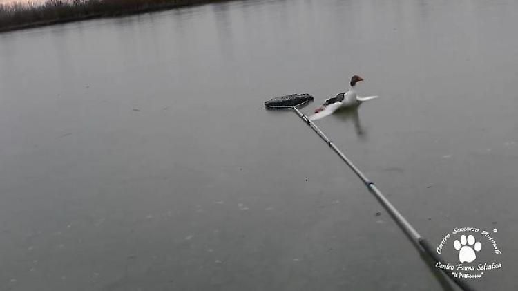 Modena, centro Pettirosso: il salvataggio dell'oca sul lago ghiacciato