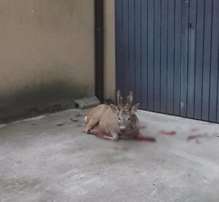 Capriolo investito a due passi dal centro