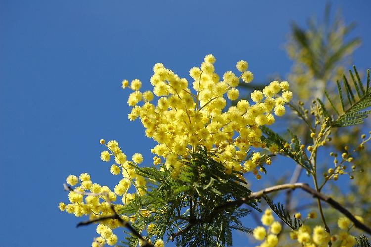 Festa della donna, le iniziative per l'8 marzo a Cremona 