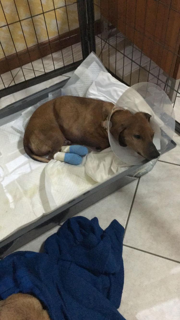 Cagnolino seviziato, amputate le falangi delle zampe posteriori